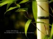 Details for the 'The Bamboo' free image, background, wallpaper