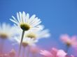 Details for the 'Pray with your petals' free image, background, wallpaper