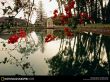 Details for the 'Garden' free image, background, wallpaper