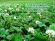 Details for the 'Romans 13:14' free image, background, wallpaper