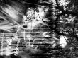 Details for the 'Gray Nature' free image, background, wallpaper