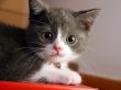 Details for the 'Kitty' free image, background, wallpaper