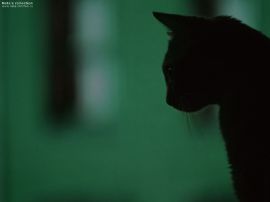 Shadow and Cat christian wallpaper, christian background