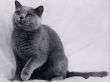 Details for the 'Gray Kitty' free image, background, wallpaper
