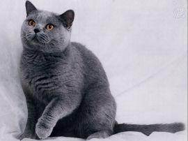 Gray Kitty christian wallpaper, christian background