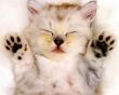 Details for the 'Kitty Cat' free image, background, wallpaper