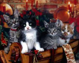 Kitty Xmas Chest christian wallpaper, christian background