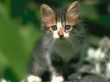 Details for the 'Cute Cat' free image, background, wallpaper