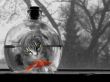 Details for the 'CATch me if U can!' free image, background, wallpaper