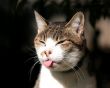 Details for the 'Tongue!' free image, background, wallpaper
