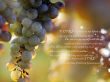 Details for the 'Psalm 131' free image, background, wallpaper
