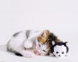 Details for the 'Cat & Friend' free image, background, wallpaper