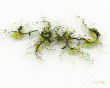 Details for the 'Digital Flower' free image, background, wallpaper