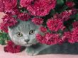 Details for the 'Cat and Flower' free image, background, wallpaper