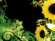Details for the 'Sunflower' free image, background, wallpaper