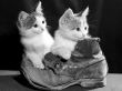 Details for the 'Kittens on Boots' free image, background, wallpaper