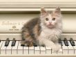 Details for the 'Cat on piano' free image, background, wallpaper