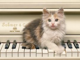 Cat on piano christian wallpaper, christian background