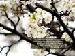 Details for the '2 Corinthians 2:14' free image, background, wallpaper