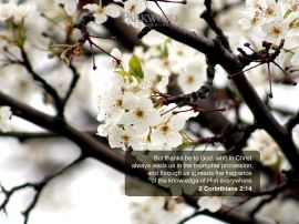 2 Corinthians 2:14 christian wallpaper, christian background