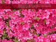Details for the 'James 1:27' free image, background, wallpaper
