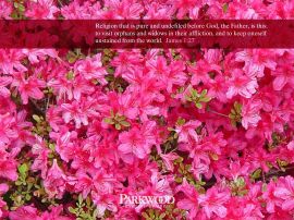 James 1:27 christian wallpaper, christian background
