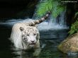 Details for the 'White Tiger' free image, background, wallpaper