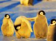 Details for the 'Penguin Friend' free image, background, wallpaper