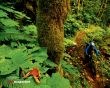 Details for the 'Mountain bike in florest' free image, background, wallpaper