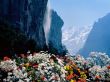 Details for the 'Flowers and Waterfall' free image, background, wallpaper