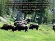 Details for the 'Genesis 1:25' free image, background, wallpaper