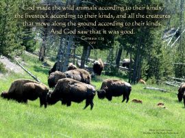 Genesis 1:25 christian wallpaper, christian background