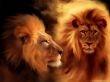 Details for the 'Lion' free image, background, wallpaper