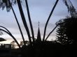 Details for the 'Church and palm' free image, background, wallpaper