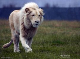 White Lion christian wallpaper, christian background