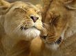 Details for the 'Lion and affection' free image, background, wallpaper