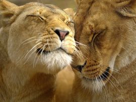Lion and affection christian wallpaper, christian background