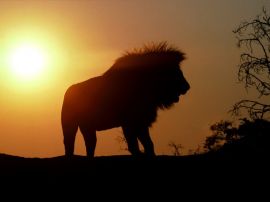 Lion in the morning christian wallpaper, christian background