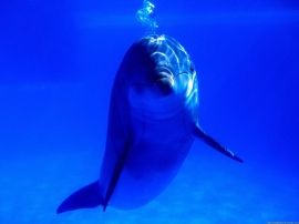 Dolphin christian wallpaper, christian background