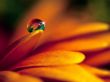 Details for the 'Flower and drop' free image, background, wallpaper