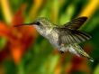 Details for the 'Hummingbird' free image, background, wallpaper