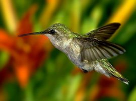 Hummingbird christian wallpaper, christian background