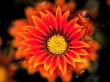 Details for the 'Red Flower' free image, background, wallpaper