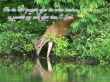 Details for the 'Psalm 42:1' free image, background, wallpaper