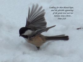 Titus 2:13 christian wallpaper, christian background