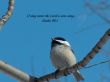 Details for the 'Psalm 98:1' free image, background, wallpaper