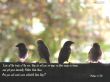 Details for the 'Matthew 6:26' free image, background, wallpaper
