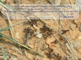 Proverbs 6:6-8 christian wallpaper, christian background