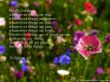 Details for the 'Philippians 4:8' free image, background, wallpaper
