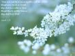 Details for the 'Isaiah 1:18' free image, background, wallpaper